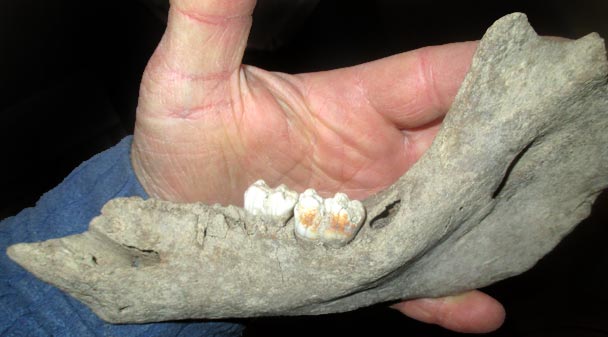 Unterkiefer aus der Eiszeit D. Diehl