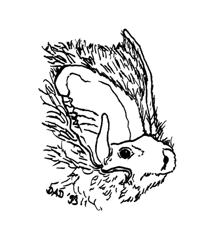 Haarige Holzameise. Bild: D. Diehl