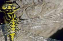 Gomphus flavipes (Dirk Diehl)