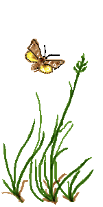 Schmuckbild Wickler mit Gras