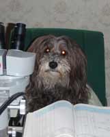 Der Hund Tequila, Bild D. Diehl.